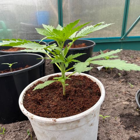 Blueberry Bliss Auto growlog photo: Die Pflanze wird buschig