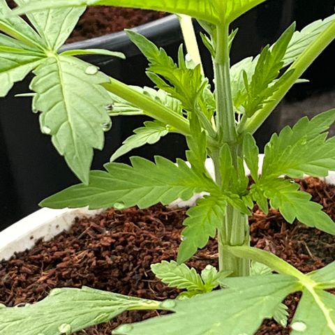 Blueberry Bliss Auto growlog timeline photo