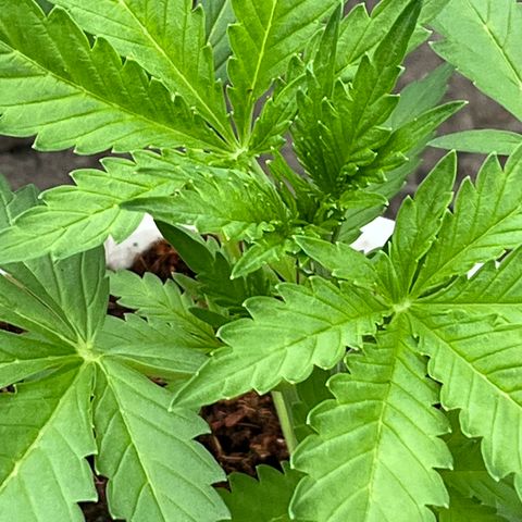 Blueberry Bliss Auto growlog timeline photo