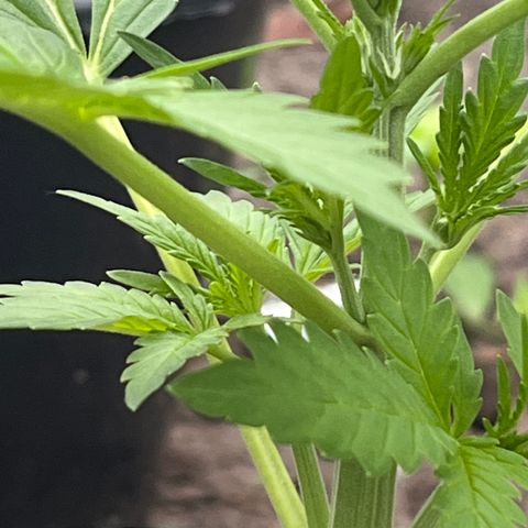 Blueberry Bliss Auto growlog timeline photo
