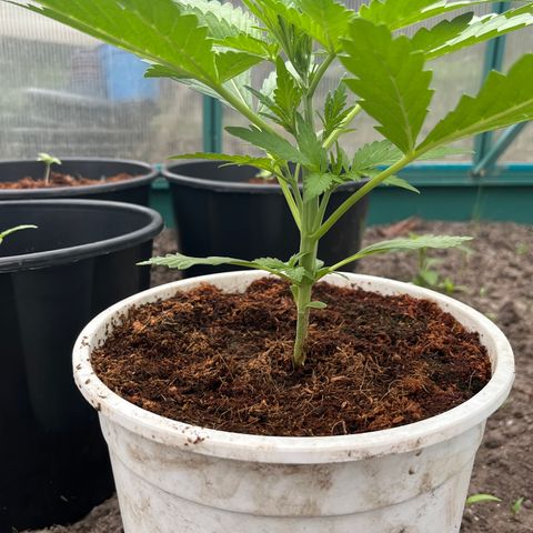 Blueberry Bliss Auto growlog timeline photo