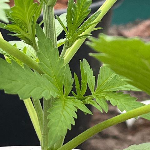 Blueberry Bliss Auto growlog timeline photo