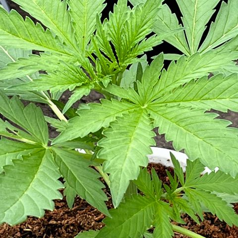 Blueberry Bliss Auto growlog timeline photo