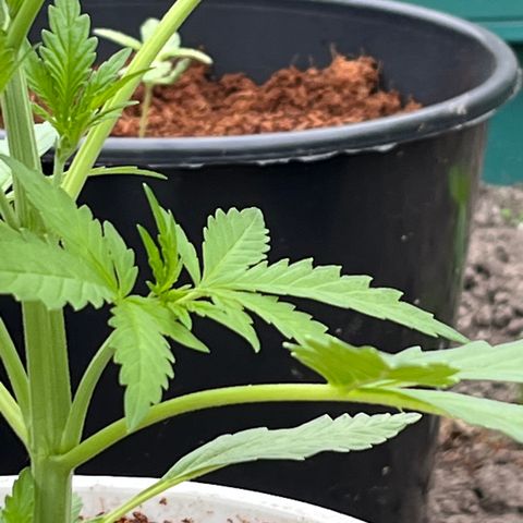 Blueberry Bliss Auto growlog timeline photo