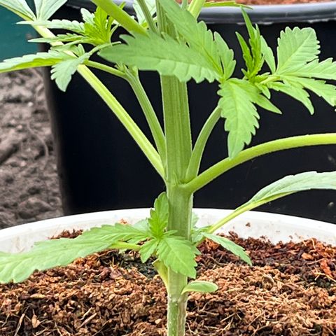 Blueberry Bliss Auto growlog timeline photo