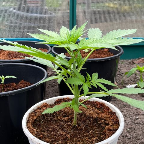 Blueberry Bliss Auto growlog timeline photo