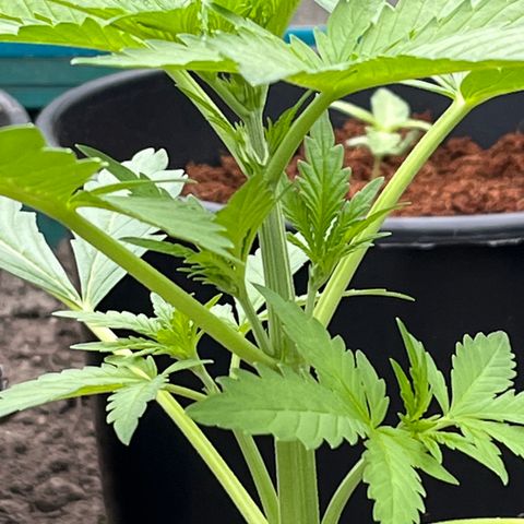 Blueberry Bliss Auto growlog timeline photo