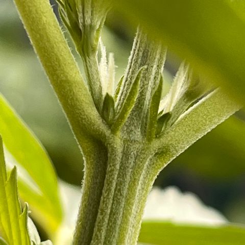 Blueberry Bliss Auto growlog photo: Die ersten weißen Haare wachsen aus den Knotenpunkten!