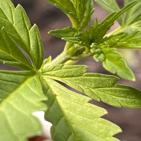 Blueberry Bliss Auto growlog photo: Die ersten weißen Haare wachsen aus den Knotenpunkten!