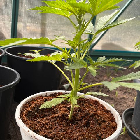 Blueberry Bliss Auto growlog photo: Die ersten weißen Haare wachsen aus den Knotenpunkten!
