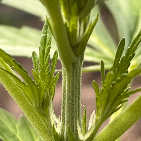 Blueberry Bliss Auto growlog photo: Die ersten weißen Haare wachsen aus den Knotenpunkten!