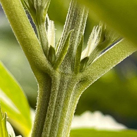 Blueberry Bliss Auto growlog photo: Die ersten weißen Haare wachsen aus den Knotenpunkten!