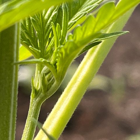 Blueberry Bliss Auto growlog photo: Die ersten weißen Haare wachsen aus den Knotenpunkten!