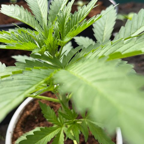 Blueberry Bliss Auto growlog photo: Die ersten weißen Haare wachsen aus den Knotenpunkten!