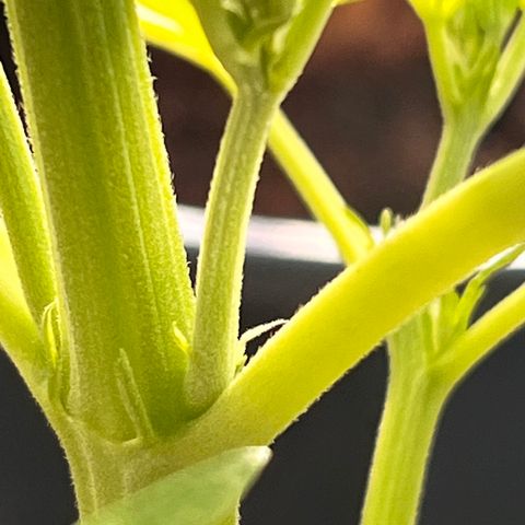 Blueberry Bliss Auto growlog timeline photo