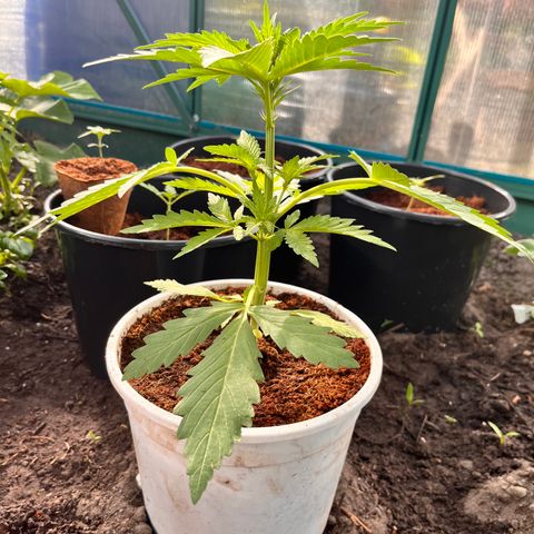 Blueberry Bliss Auto growlog timeline photo