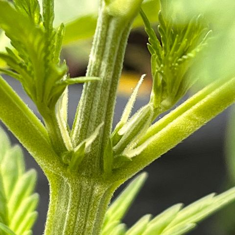 Blueberry Bliss Auto growlog timeline photo