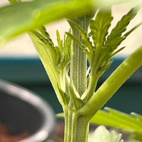 Blueberry Bliss Auto growlog timeline photo