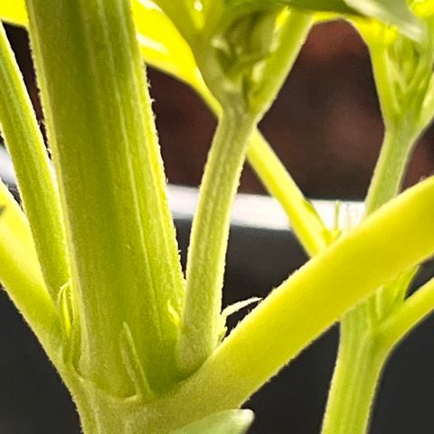 Blueberry Bliss Auto growlog timeline photo