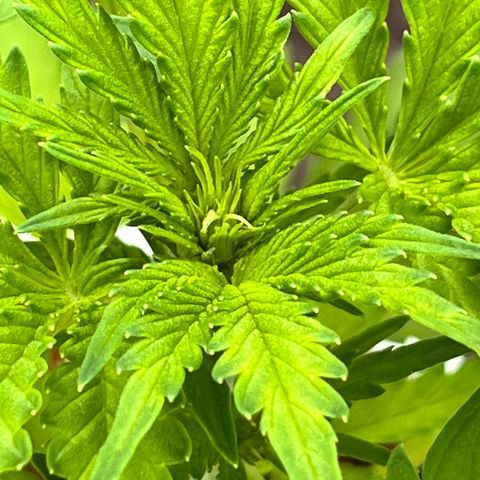 Blueberry Bliss Auto growlog photo: Die Cola entwickelt sich!
