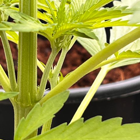 Blueberry Bliss Auto growlog photo: Die Cola entwickelt sich!