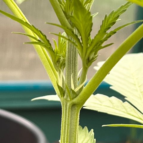 Blueberry Bliss Auto growlog photo: Die Cola entwickelt sich!