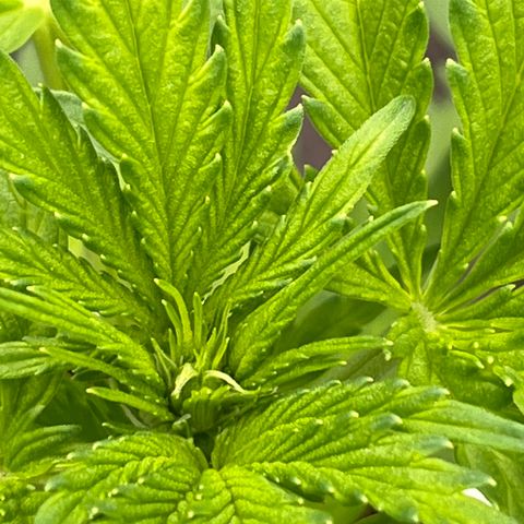 Blueberry Bliss Auto growlog photo: Die Cola entwickelt sich!