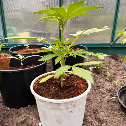 Blueberry Bliss Auto growlog photo: Die Cola entwickelt sich!