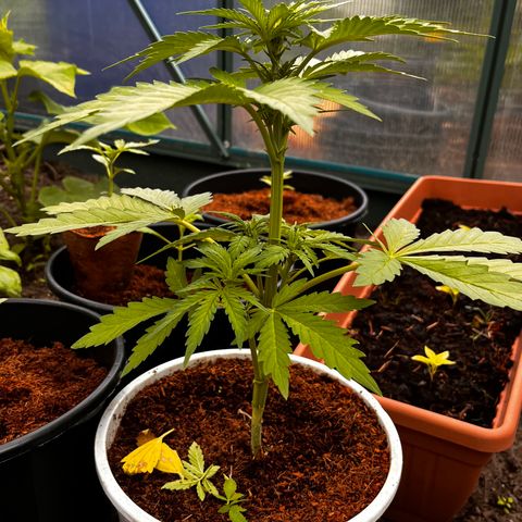 Blueberry Bliss Auto growlog timeline photo