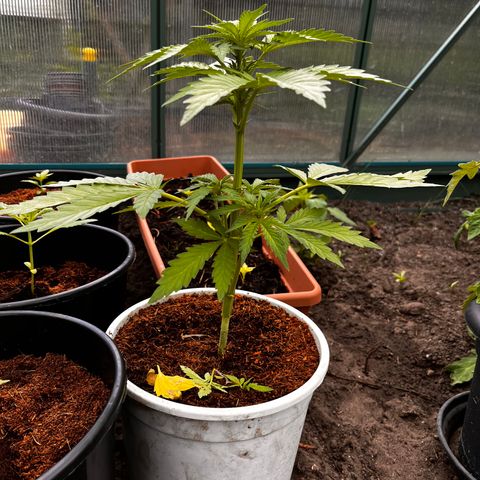 Blueberry Bliss Auto growlog timeline photo