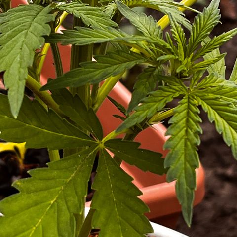 Blueberry Bliss Auto growlog timeline photo