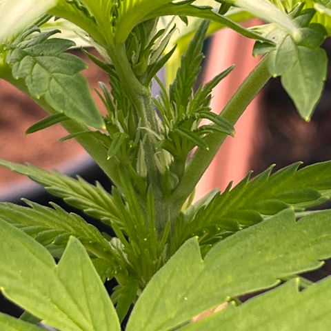 Blueberry Bliss Auto growlog timeline photo