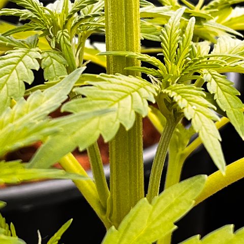 Blueberry Bliss Auto growlog timeline photo