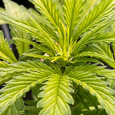 Blueberry Bliss Auto growlog timeline photo