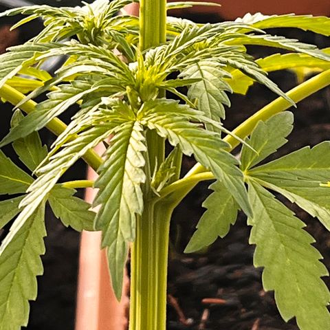 Blueberry Bliss Auto growlog timeline photo