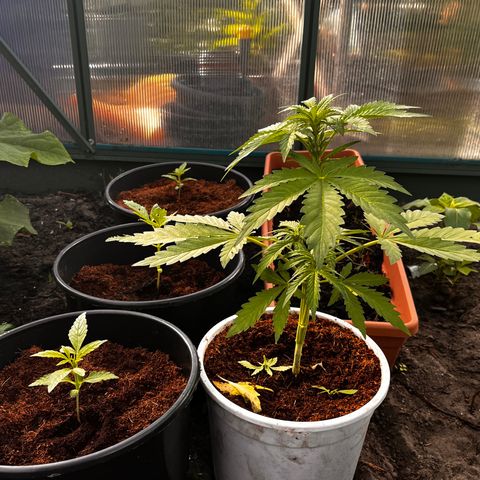 Blueberry Bliss Auto growlog timeline photo