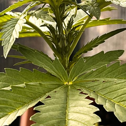Blueberry Bliss Auto growlog timeline photo
