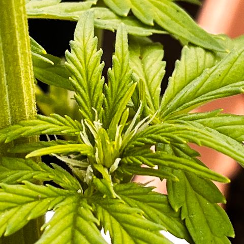 Blueberry Bliss Auto growlog photo: Die Blühten beginnen sich zu formen. 