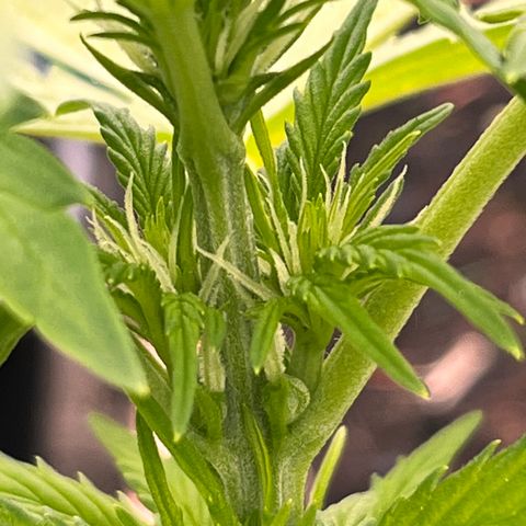 Blueberry Bliss Auto growlog photo: Die Blühten beginnen sich zu formen. 