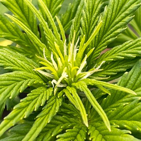 Blueberry Bliss Auto growlog photo: Die Blühten beginnen sich zu formen. 