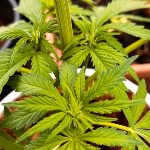 Blueberry Bliss Auto growlog photo: Die Blühten beginnen sich zu formen. 