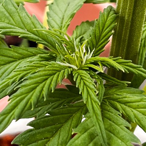 Blueberry Bliss Auto growlog photo: Die Blühten beginnen sich zu formen. 