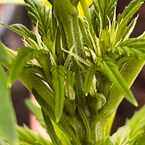 Blueberry Bliss Auto growlog photo: Die Blühten beginnen sich zu formen. 