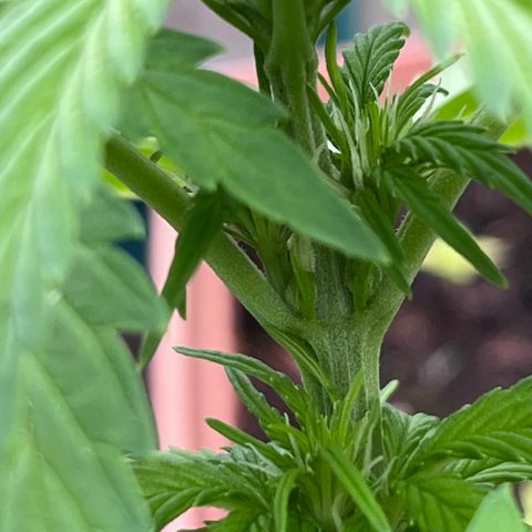 Blueberry Bliss Auto growlog timeline photo