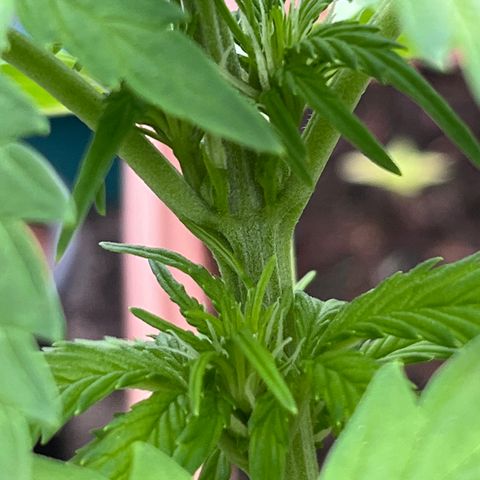 Blueberry Bliss Auto growlog timeline photo