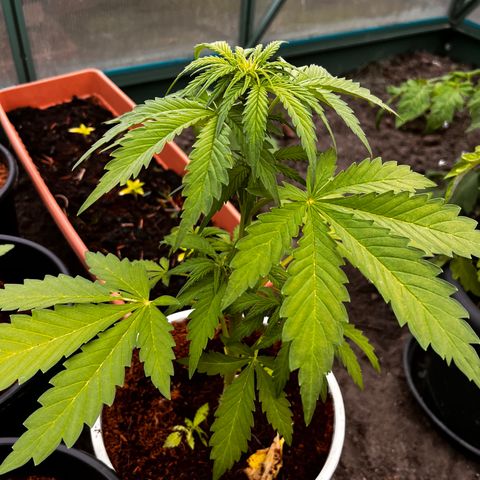 Blueberry Bliss Auto growlog timeline photo