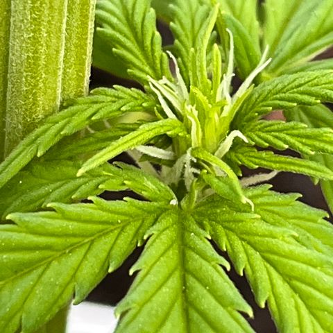 Blueberry Bliss Auto growlog timeline photo
