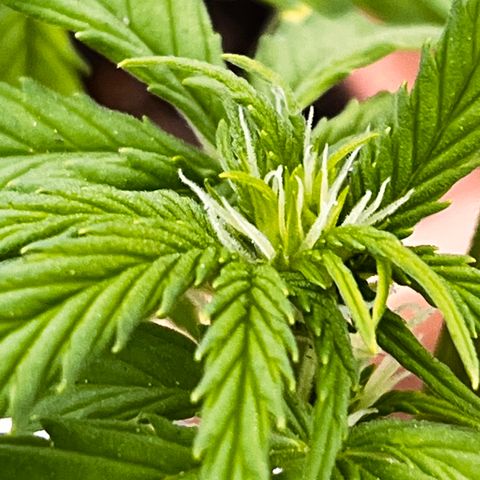 Blueberry Bliss Auto growlog timeline photo