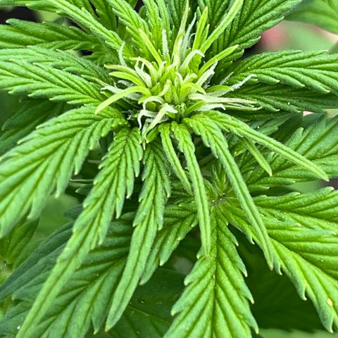 Blueberry Bliss Auto growlog timeline photo