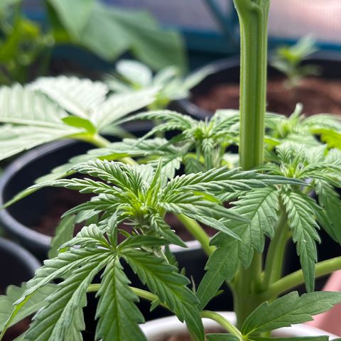 Blueberry Bliss Auto growlog timeline photo